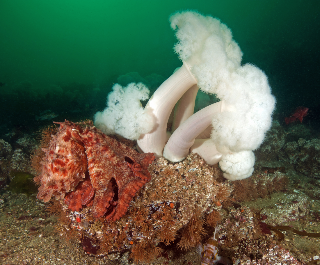 giant pacific octopus hanging out with some freaky white/fuzzy underwater organisms giant pacific octopus hanging out with some freaky white/fuzzy underwater organisms
